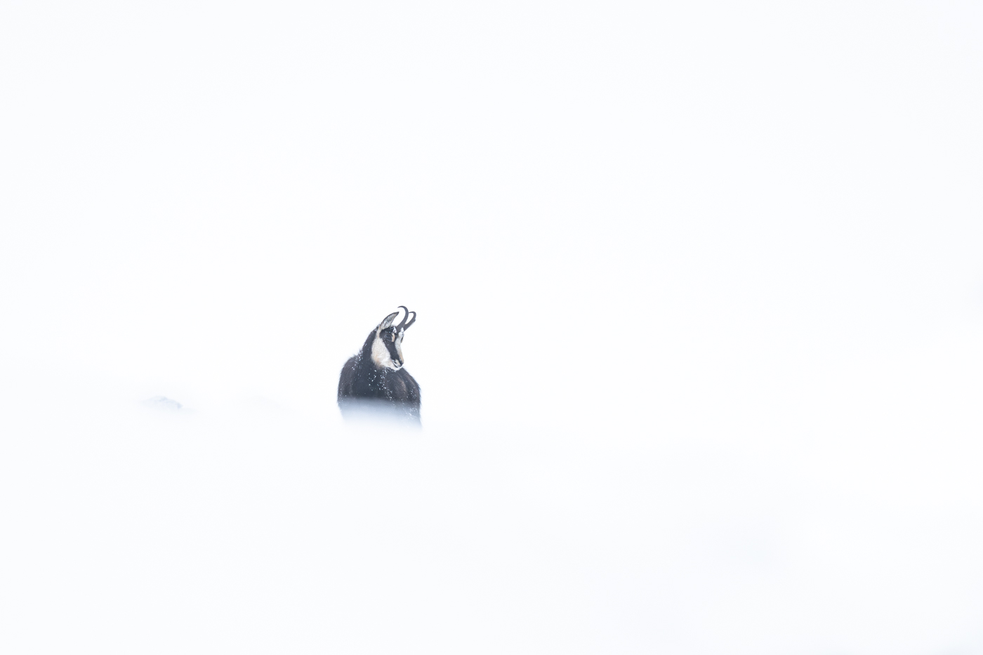 Dans la tempête