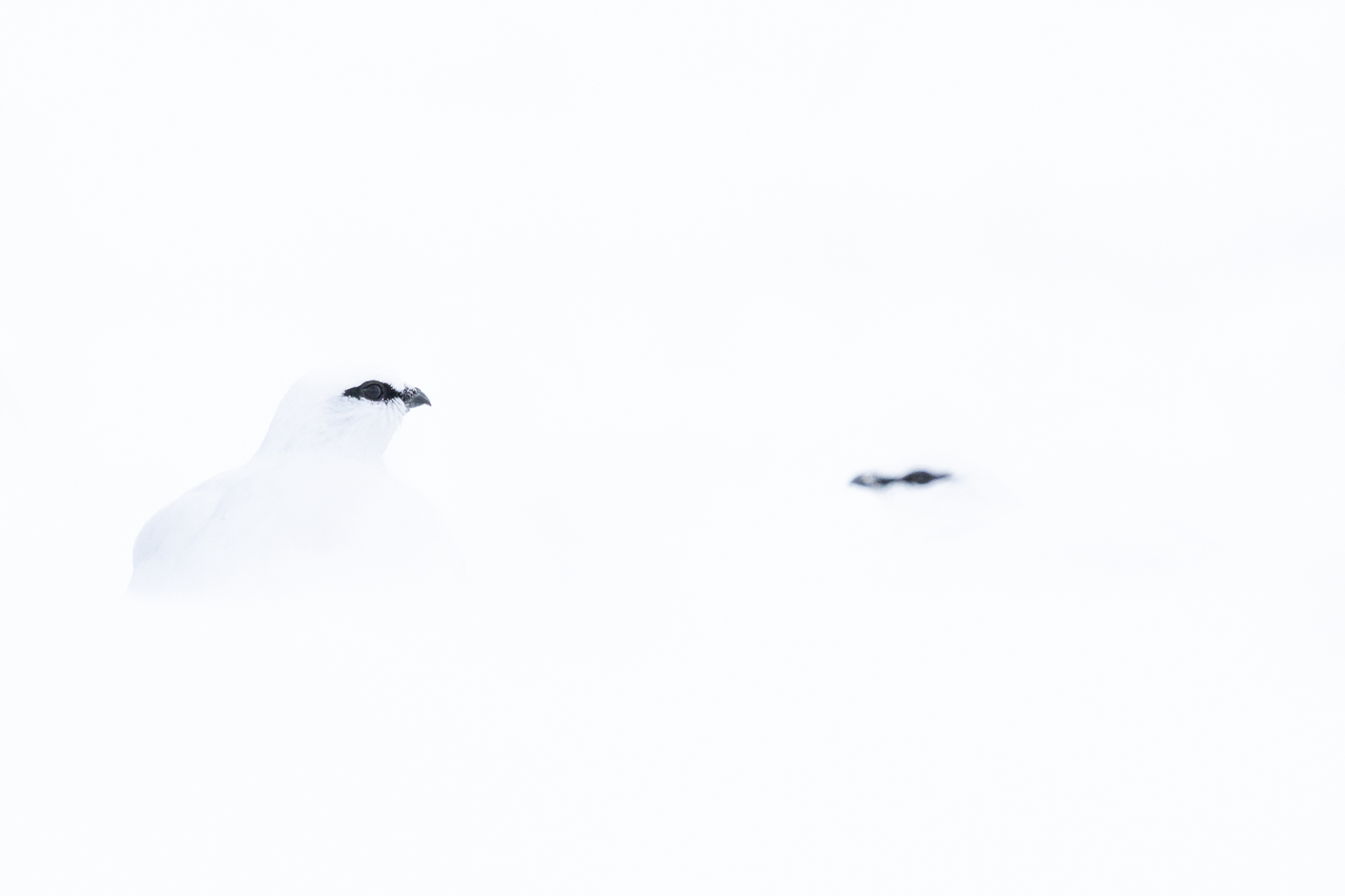 L'oiseau des neiges